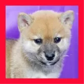 柴犬(標準サイズ)