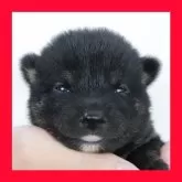 柴犬(標準サイズ)