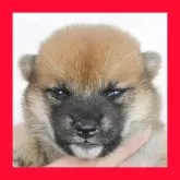 柴犬(標準サイズ)