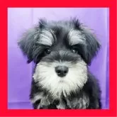 ミニチュアシュナウザー【徳島県・男の子・2025年8月18日・ブラック&シルバー】の写真1「きれいな配色のイケメンです」