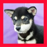 柴犬(標準サイズ)