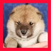 柴犬(標準サイズ)