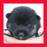 柴犬(標準サイズ)