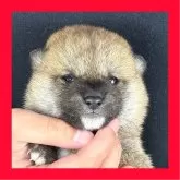 柴犬(標準サイズ)