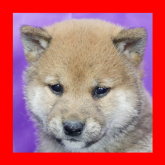 柴犬(標準サイズ)