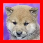 柴犬(標準サイズ)