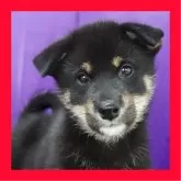 柴犬(標準サイズ)