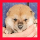 柴犬(標準サイズ)