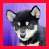 柴犬(標準サイズ)