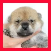 柴犬(標準サイズ)