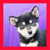 柴犬(標準サイズ)