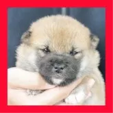 柴犬(標準サイズ)