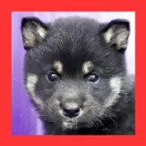 柴犬(標準サイズ)