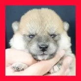 柴犬(標準サイズ)