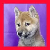 柴犬(標準サイズ)