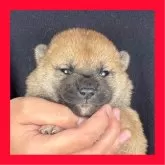 柴犬(標準サイズ)