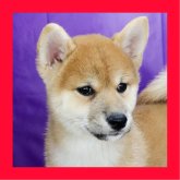 柴犬(標準サイズ)