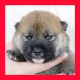 柴犬(標準サイズ)