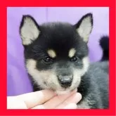 柴犬(標準サイズ)