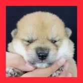 柴犬(標準サイズ)