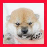 柴犬(標準サイズ)