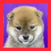 柴犬(標準サイズ)