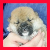 柴犬(標準サイズ)