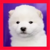 柴犬(標準サイズ)