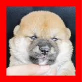 柴犬(標準サイズ)