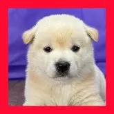 柴犬(標準サイズ)