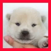 柴犬(標準サイズ)
