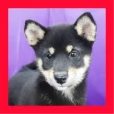 柴犬(標準サイズ)