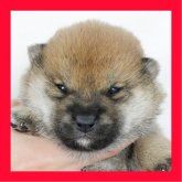 柴犬(標準サイズ)