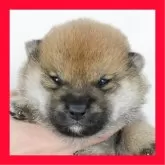 柴犬(標準サイズ)