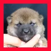 柴犬(標準サイズ)