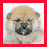 柴犬(標準サイズ)