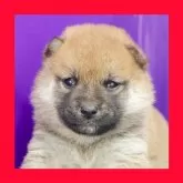 柴犬(標準サイズ)
