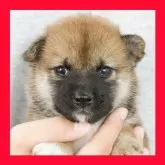 柴犬(標準サイズ)