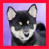 柴犬(標準サイズ)