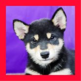 柴犬(標準サイズ)