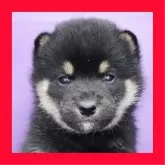 柴犬(標準サイズ)