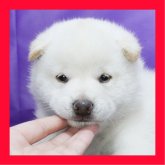 柴犬(標準サイズ)