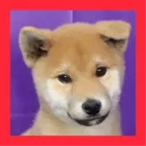 柴犬(標準サイズ)【徳島県・男の子・2024年8月24日・赤】の写真1「ご飯をモリモリと食べています！」