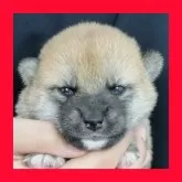 柴犬(標準サイズ)