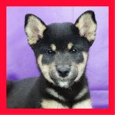 柴犬(標準サイズ)