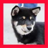 柴犬(標準サイズ)