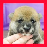 柴犬(標準サイズ)