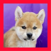 柴犬(標準サイズ)