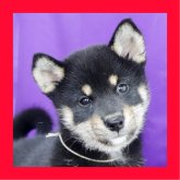 柴犬(標準サイズ)