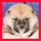 柴犬(標準サイズ)